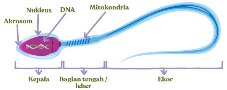 bagian sperma