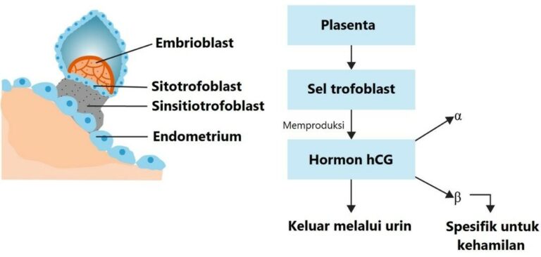 produksi hormon hCG