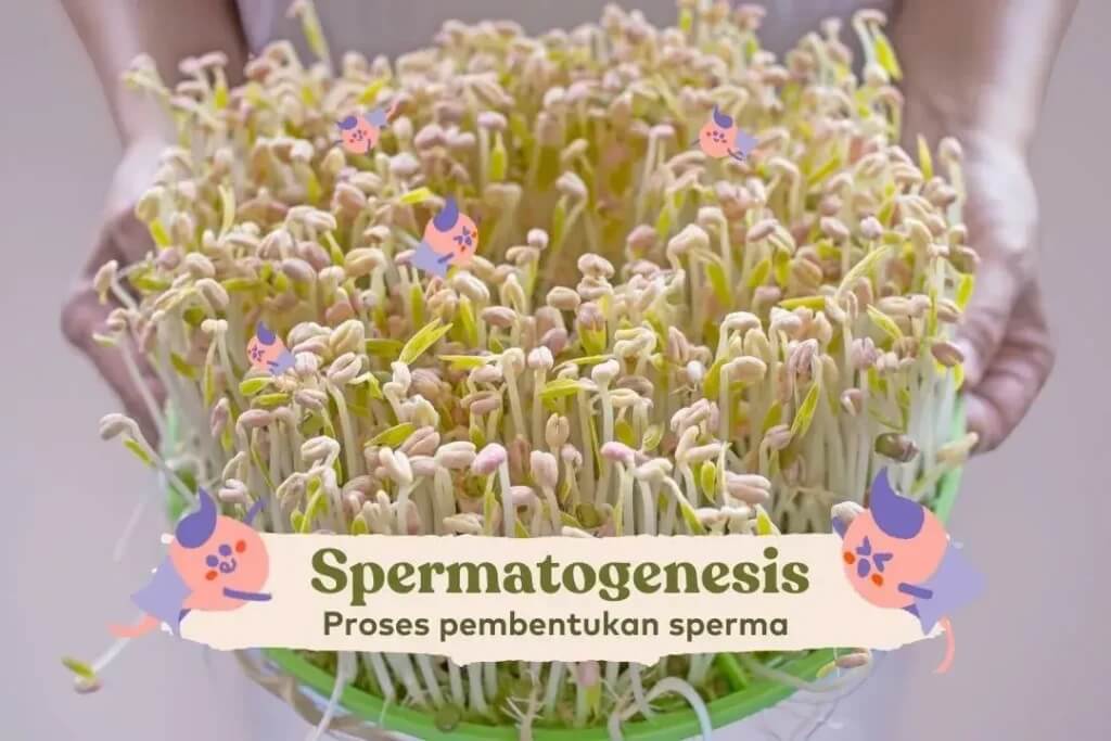 spermatogenesis