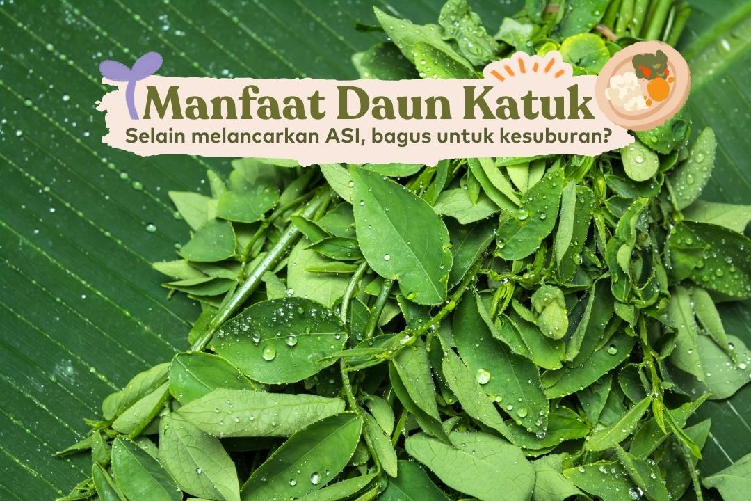 manfaat daun katuk