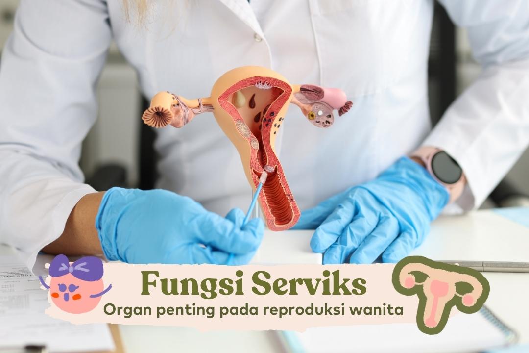 fungsi serviks pada wanita