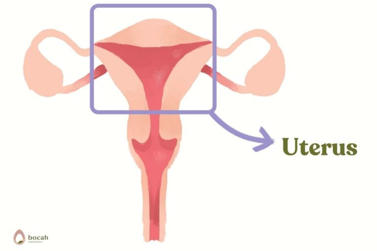 gambar uterus