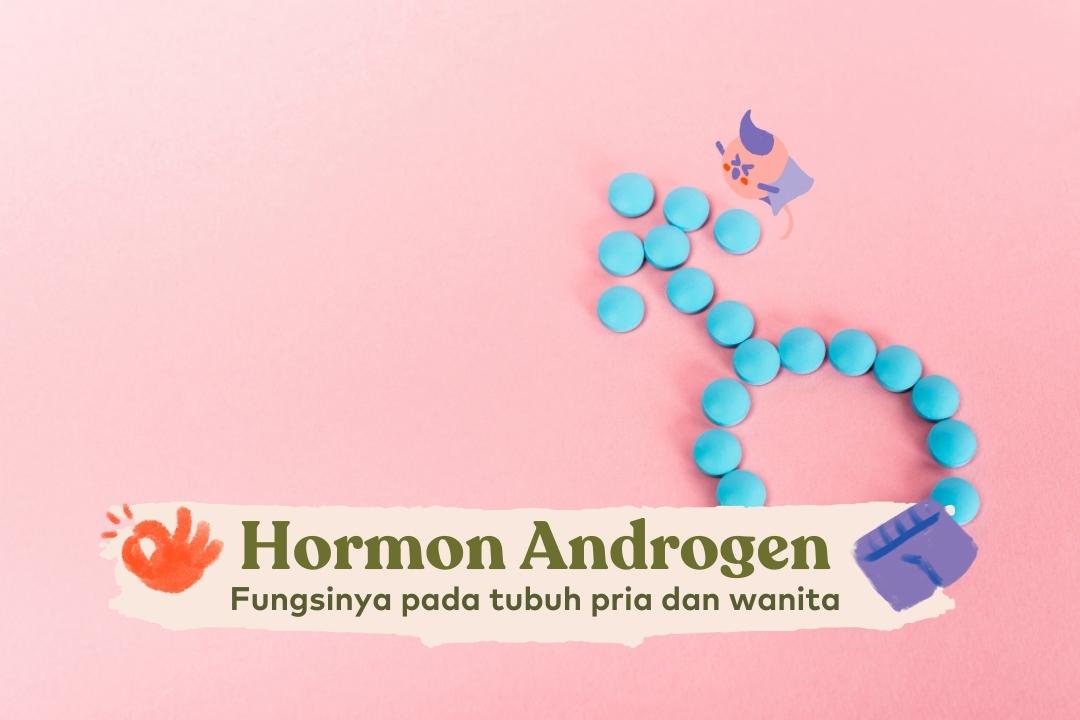 fungsi hormon androgen