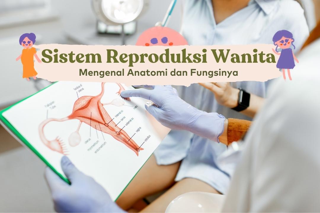 mengenal sistem reproduksi wanita