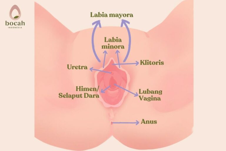 organ reproduksi eksternal wanita