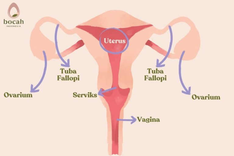 organ reproduksi internal wanita