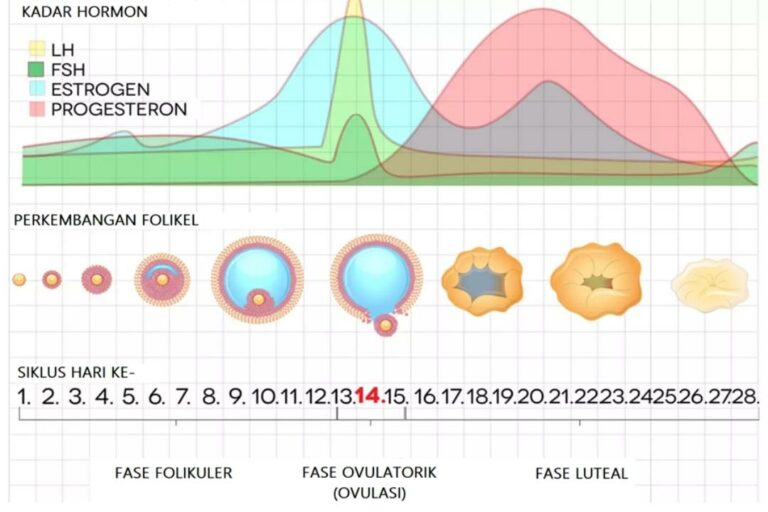 Kadar Hormon LH FSH Estrogen dan Progesteron