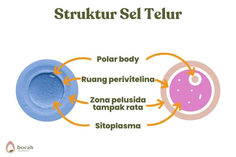 Struktur Sel Telur