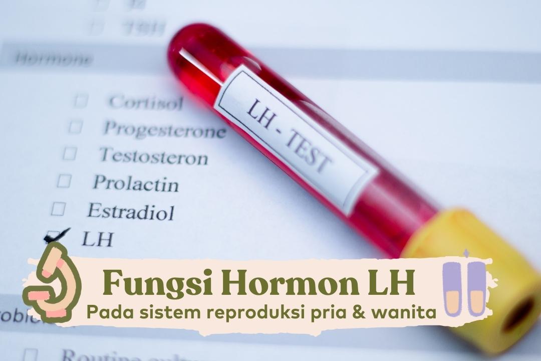 fungsi hormon LH