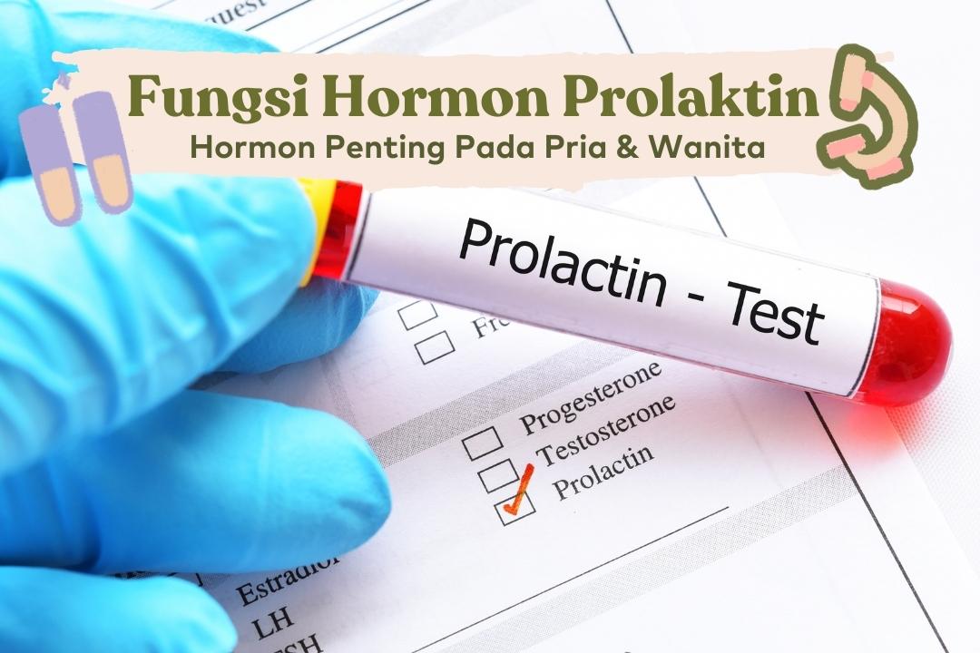 fungsi hormon prolaktin