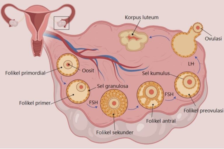 tahap perkembangan folikel ovarium