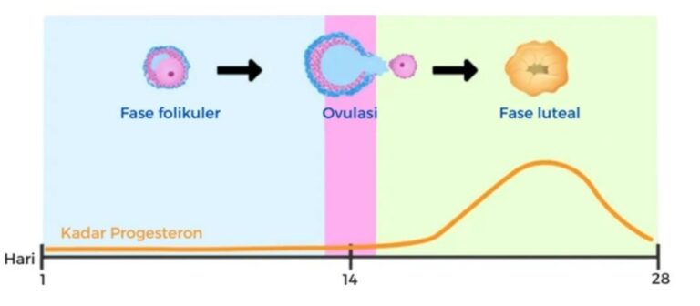 Produksi Progesteron