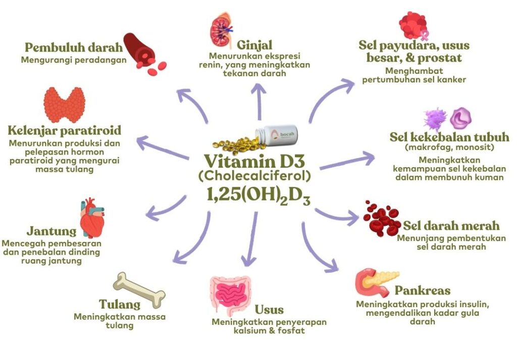 fungsi vitamin D dalam tubuh