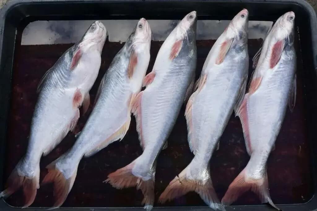 memilih-ikan-patin