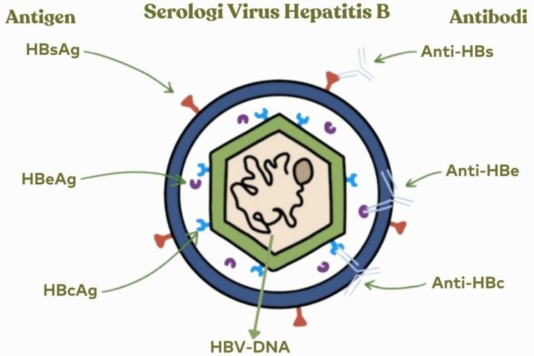 Serologi Virus Hepatitis B