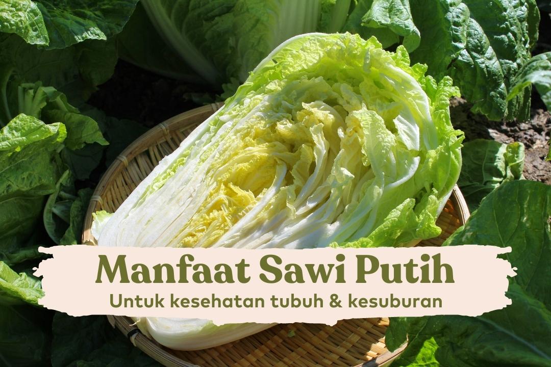 manfaat sawi putih