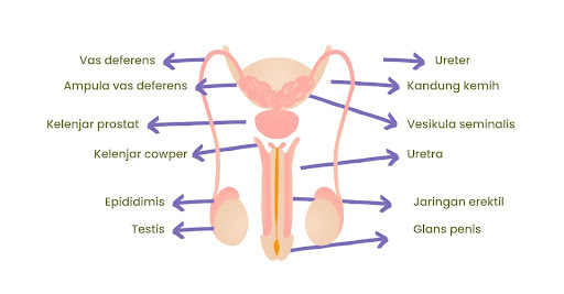 Orchitis adalah