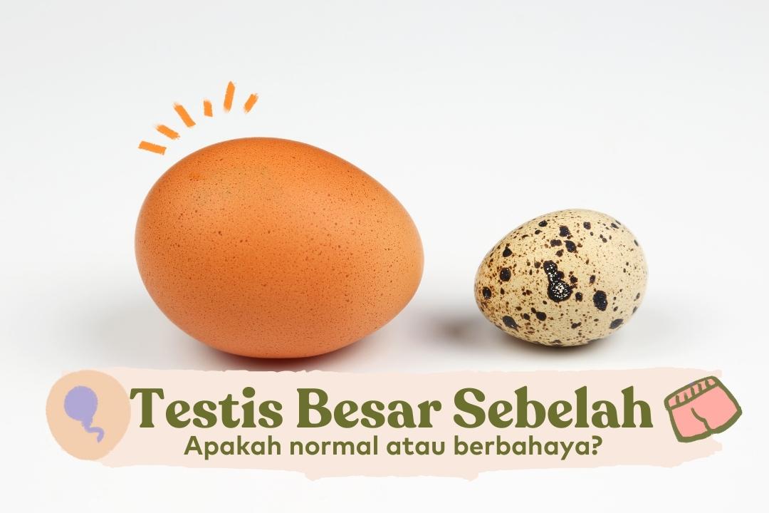 testis besar sebelah