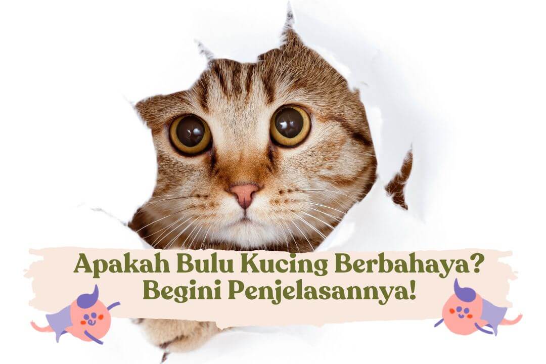 bulu-kucing