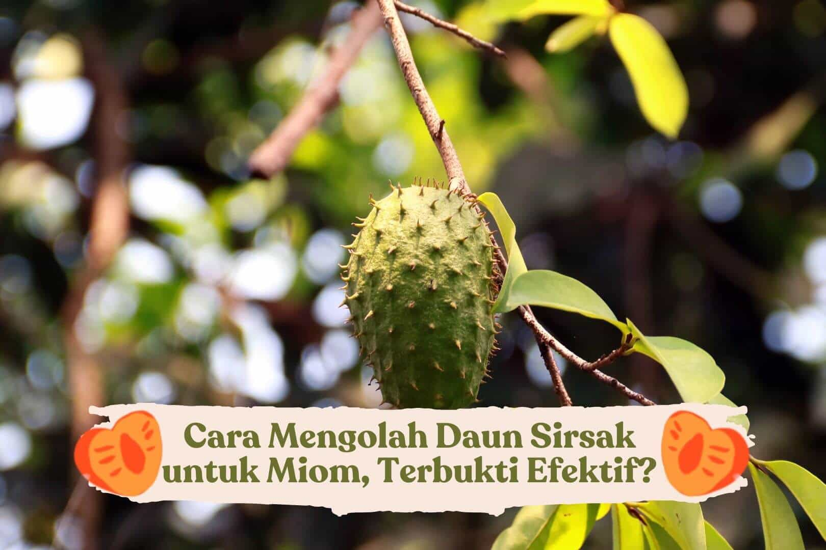 cara-mengolah-daun-sirsak-untuk-miom