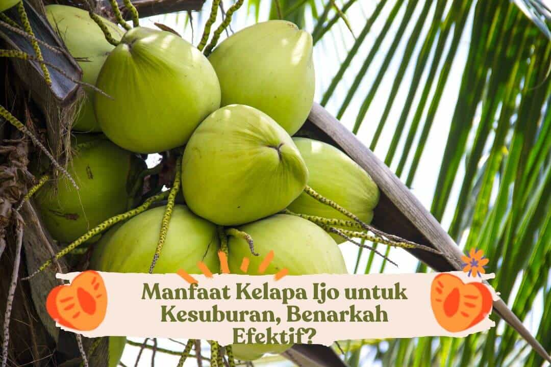 manfaat-kelapa-ijo-untuk-kesuburan