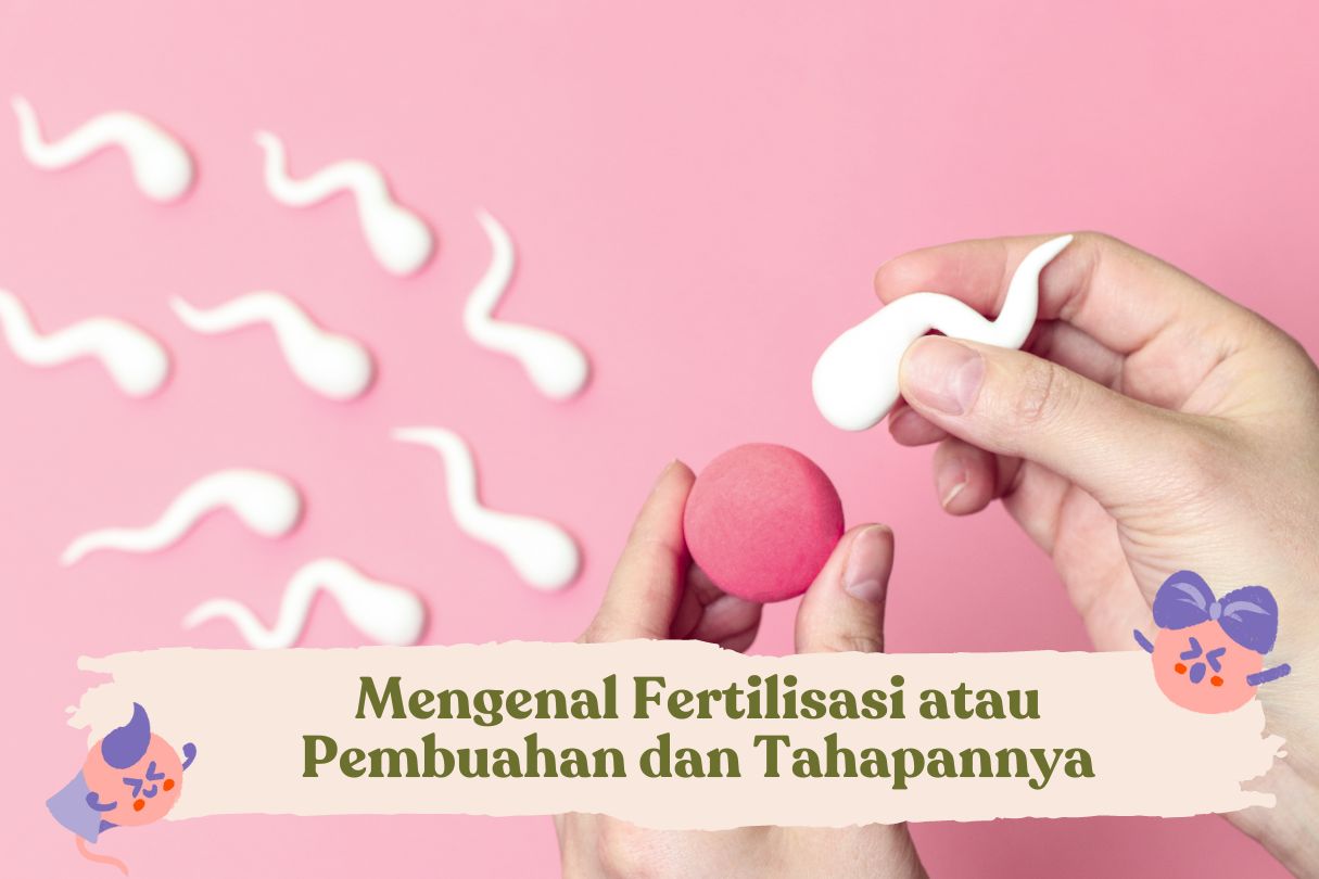 mengenal fertilisasi dan tahapannya