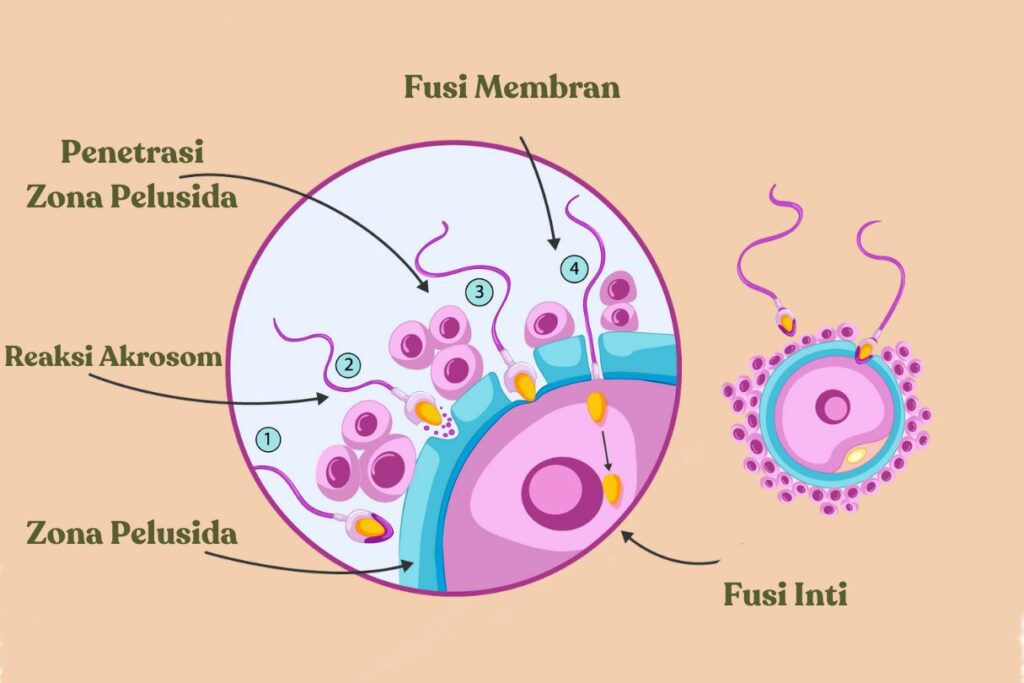 tahapan fertilisasi