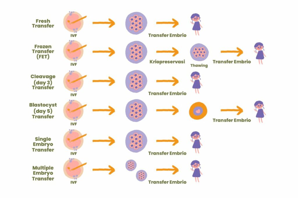 tahapan transfer embrio