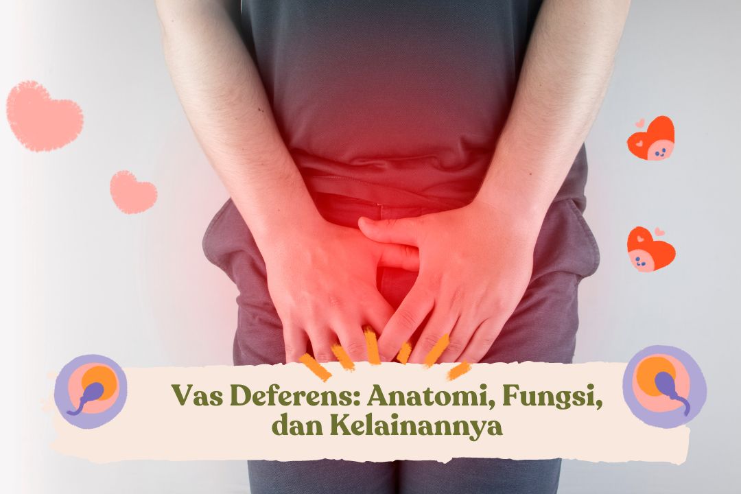 Vas Deferens: Anatomi, Fungsi, dan Kelainannya