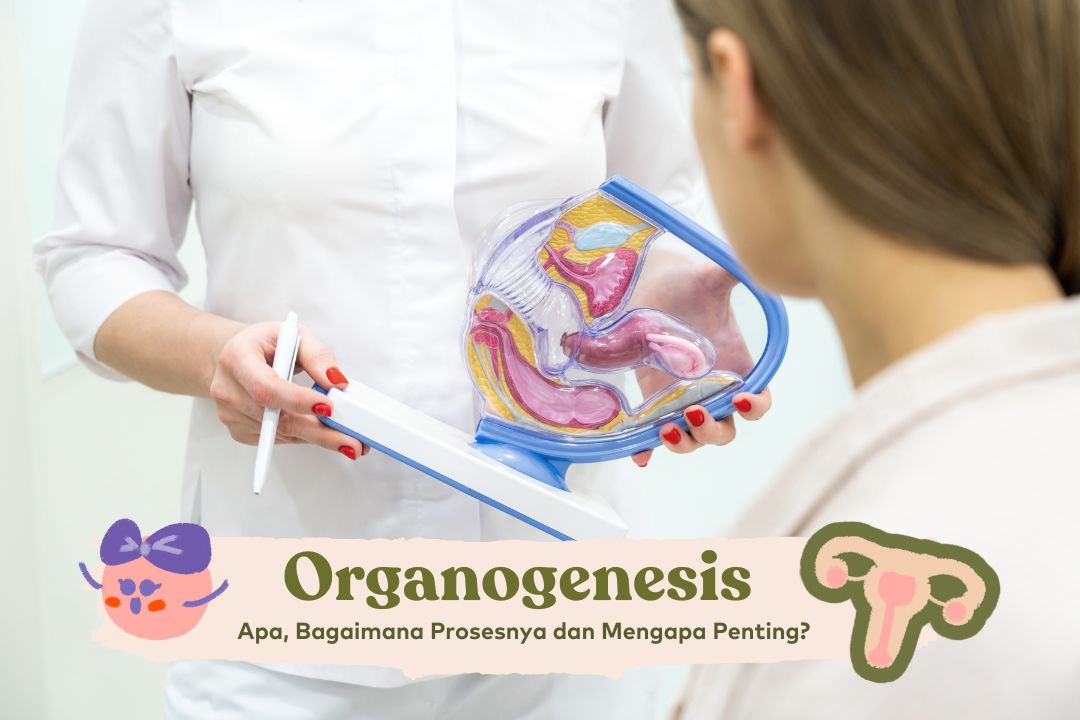 Organogenesis