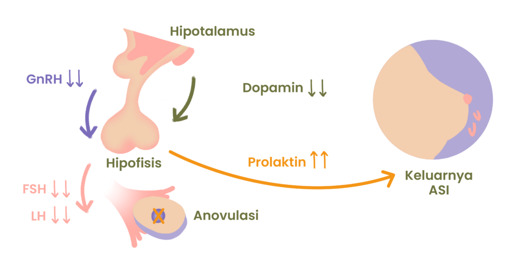 Hipotalamus