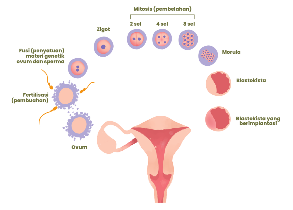 terjadinya organogenesis