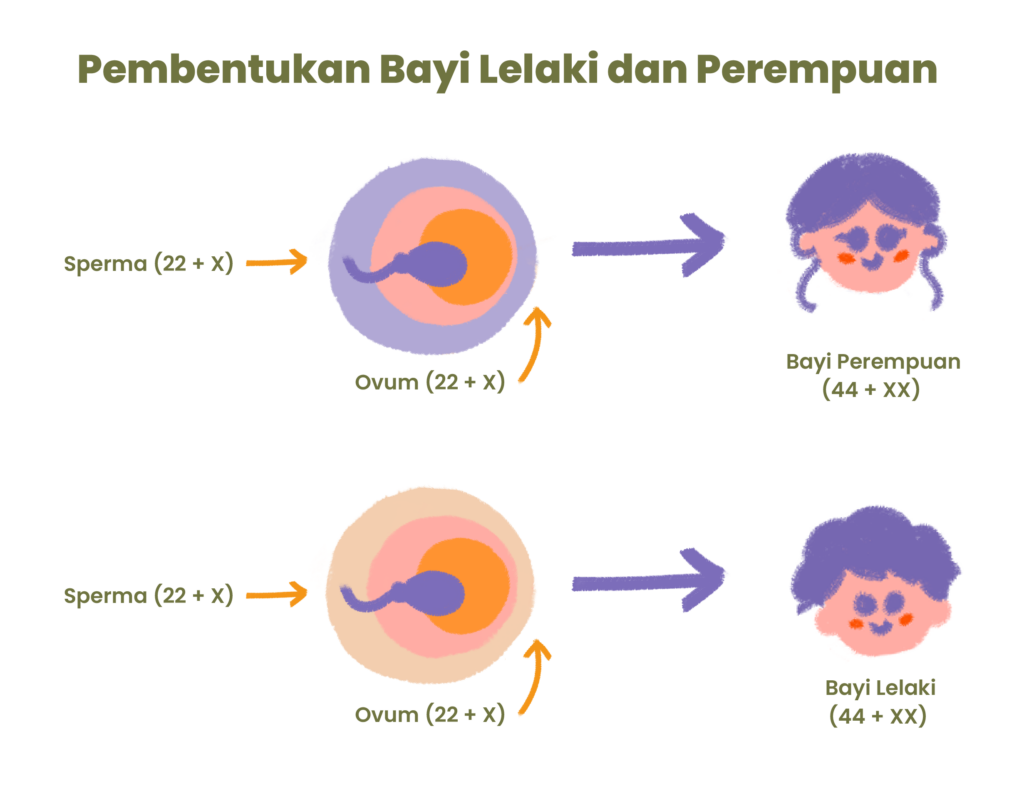 pembentukan bayi laki laki dan perempuan