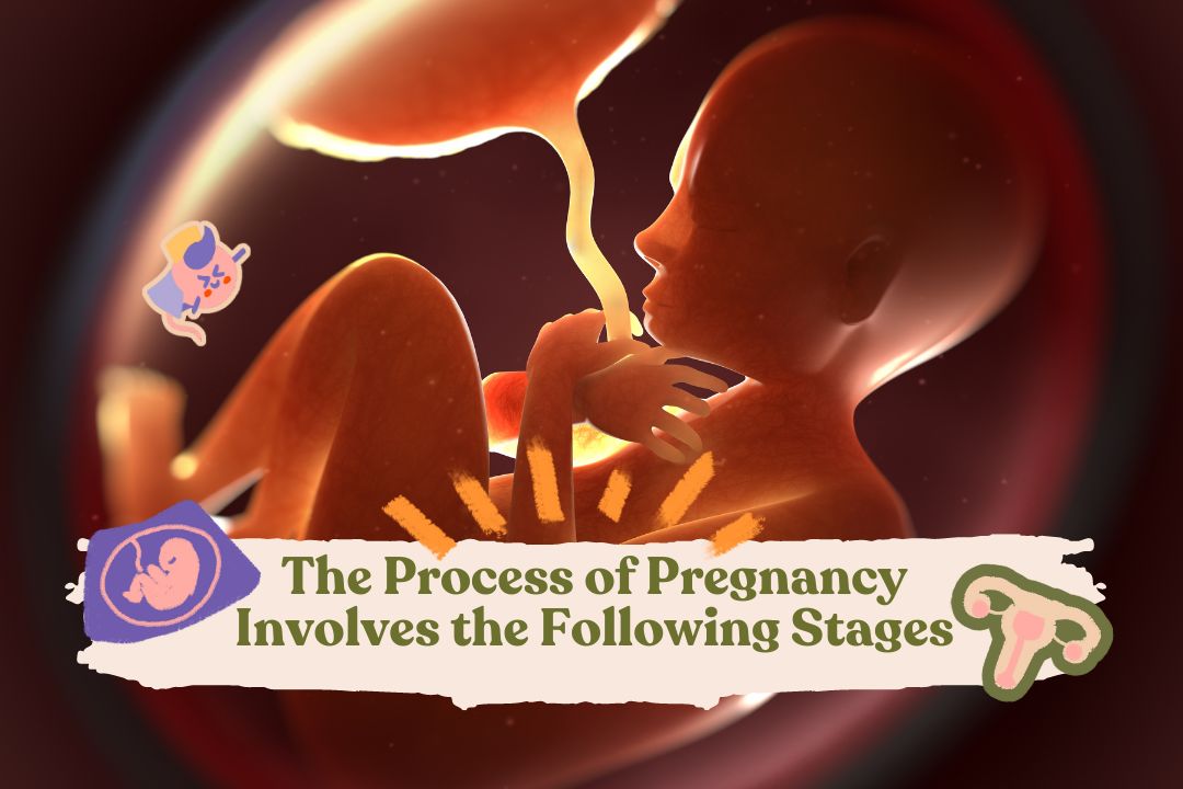 The process of pregnancy involves the following stages