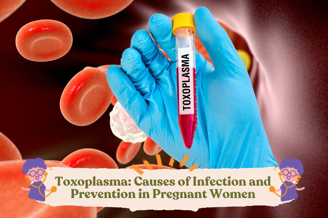 Toxoplasma Causes of Infection and Prevention in Pregnant Women