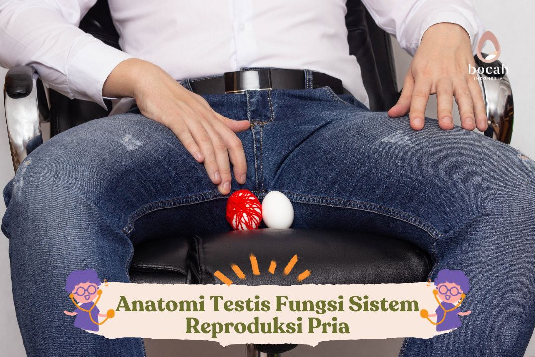 Anatomi Testis Fungsi Sistem Reproduksi Pria