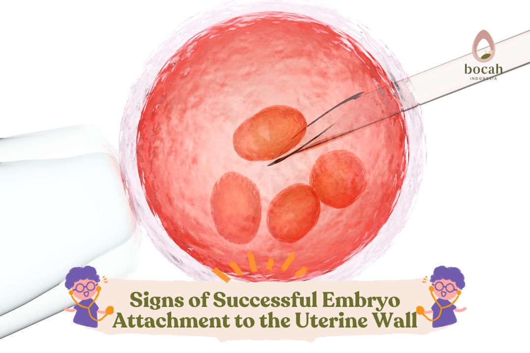 Signs of Successful Embryo Attachment to the Uterine Wall