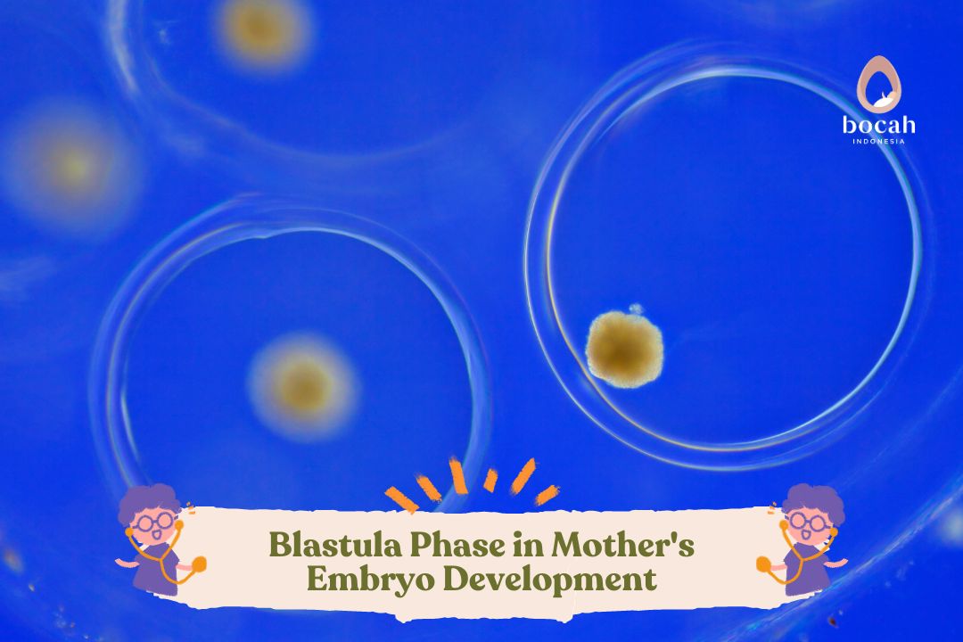 Blastula Phase in Mother's Embryo Development