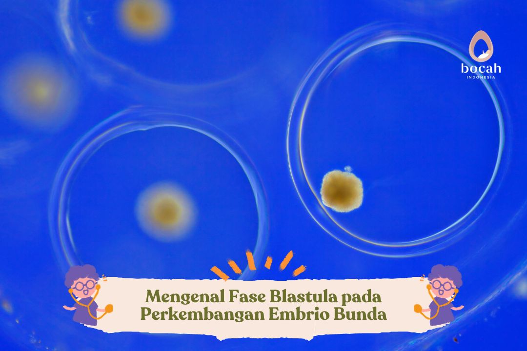 Mengenal Fase Blastula pada Perkembangan Embrio Bunda