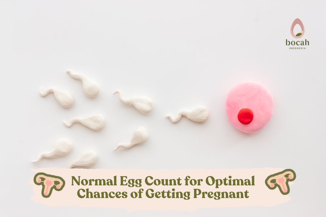 Normal Egg Count for Optimal Chances of Getting Pregnant