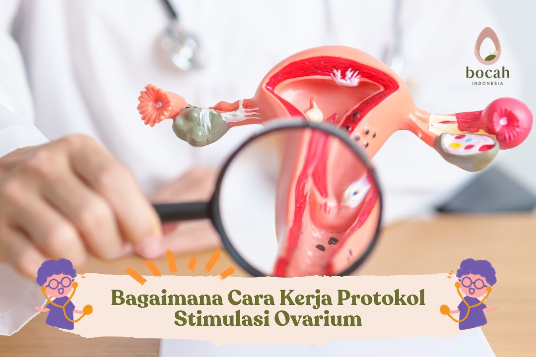 Bagaimana Cara Kerja Protokol Stimulasi Ovarium