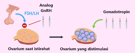 analog Gnrh