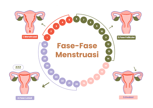 fase-fase manstruasi