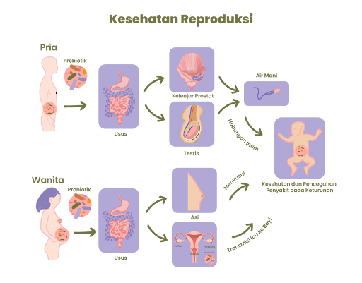 Kesehatan Reproduksi