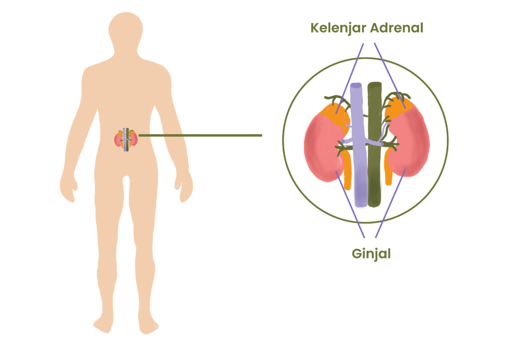 Kelenjar Adrenal