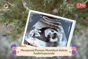 Mengenal Proses Morulasi dalam Embriogenesis