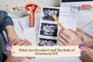 What Are Ovaries and The Role of Ovaries in IVF