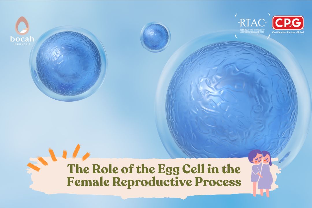 The Role of the Egg Cell in the Female Reproductive Process