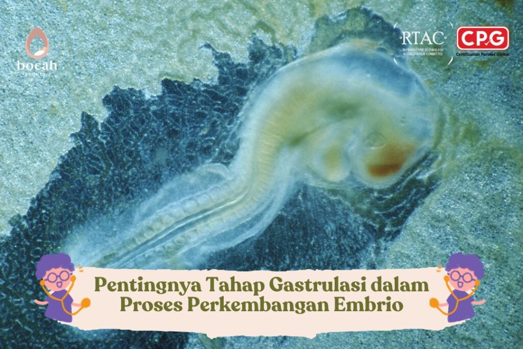 Pentingnya Tahap Gastrulasi dalam Proses Perkembangan Embrio