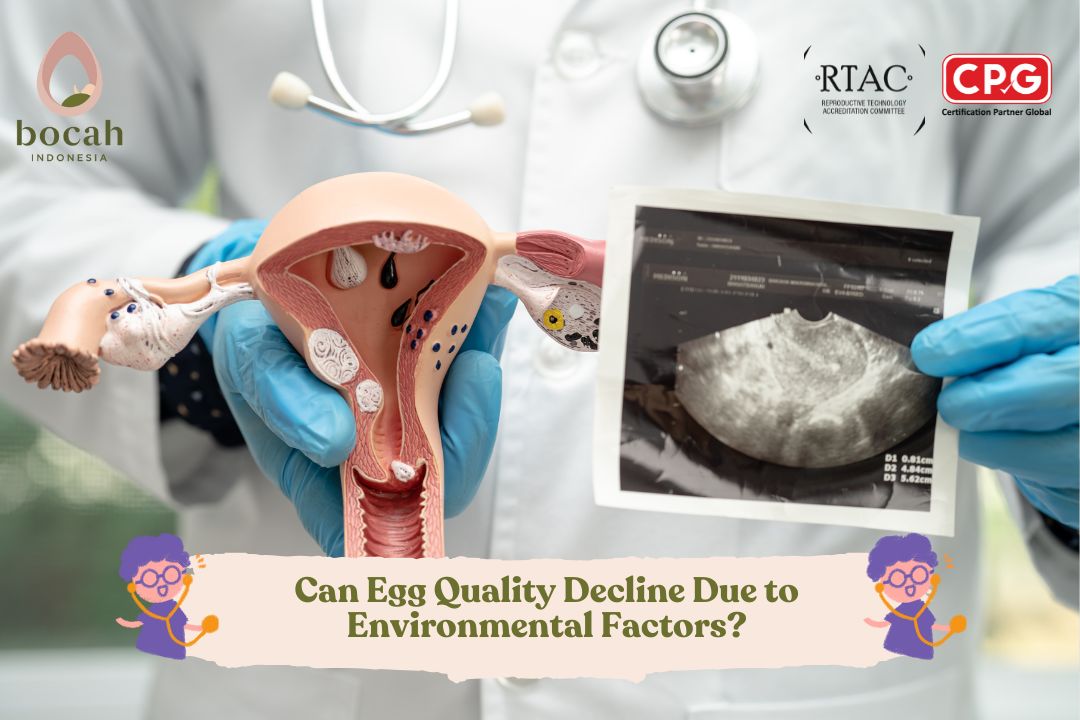 Can Egg Quality Decline Due to Environmental Factors
